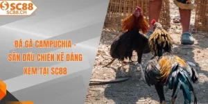Đá gà Campuchia