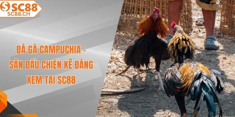 Đá gà Campuchia