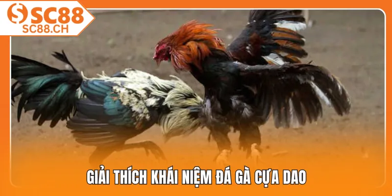 Giải thích khái niệm đá gà cựa dao